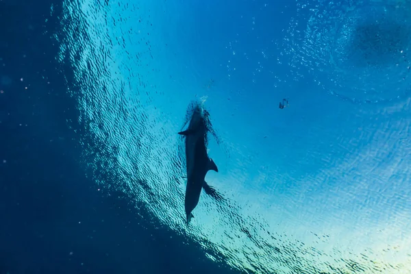 Delfin Úszás Vörös Tengeren — Stock Fotó
