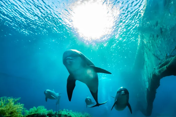 Delfiini Uinti Punaisellamerellä — kuvapankkivalokuva