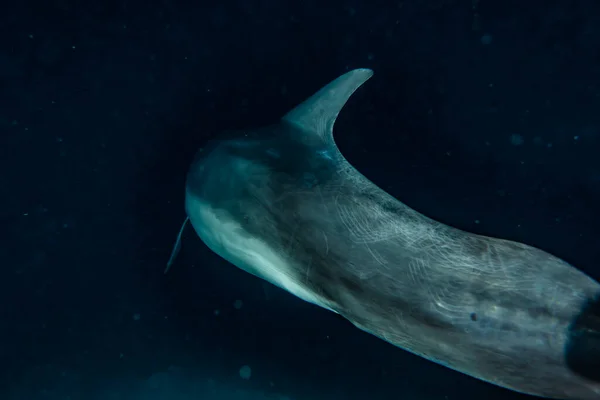 Delfín Plavání Rudém Moři — Stock fotografie