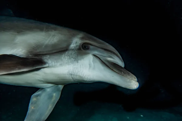 Delfiner Som Simmar Röda Havet — Stockfoto