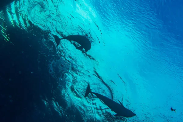 Delfinbad Röda Havet Eilat Israel — Stockfoto