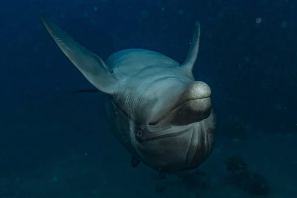 Yunus Kızıl Deniz 'de yüzüyor, Eilat İsrail