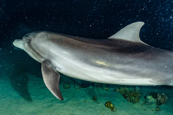 Dauphin Nageant Dans Mer Rouge Eilat Israël — Photo