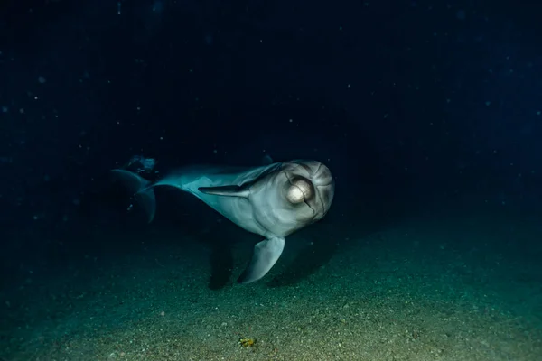 Dolphin Swimming Red Sea — Stock Photo, Image