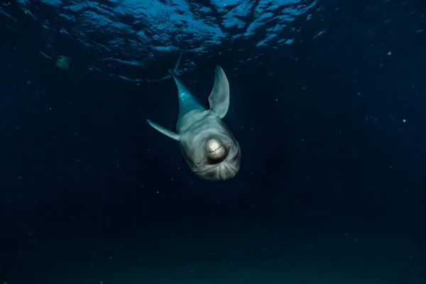 Delfin Úszás Vörös Tengeren — Stock Fotó