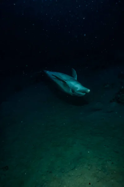 Delfín Plavání Rudém Moři — Stock fotografie