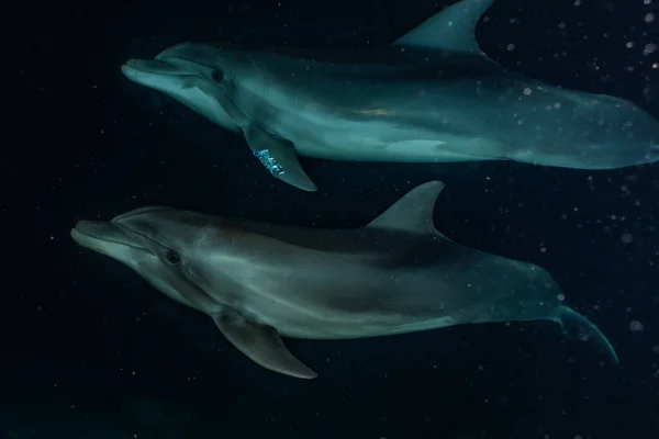 Delfiner Som Simmar Röda Havet — Stockfoto