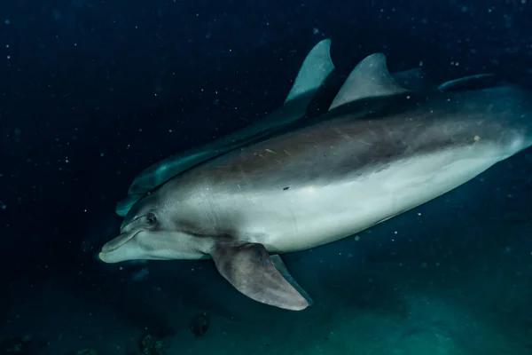 紅海でのイルカの泳ぎ — ストック写真