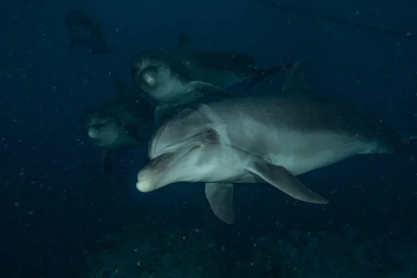在红海中游泳的海豚 — 图库照片