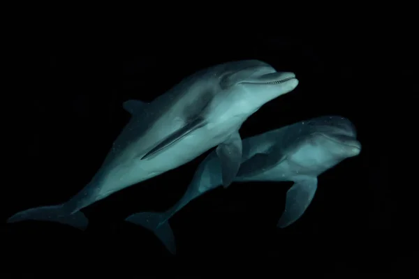 Dolphin Κολύμπι Στην Ερυθρά Θάλασσα — Φωτογραφία Αρχείου