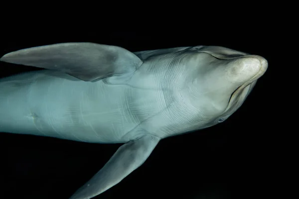 Nuoto Dei Delfini Nel Mar Rosso — Foto Stock