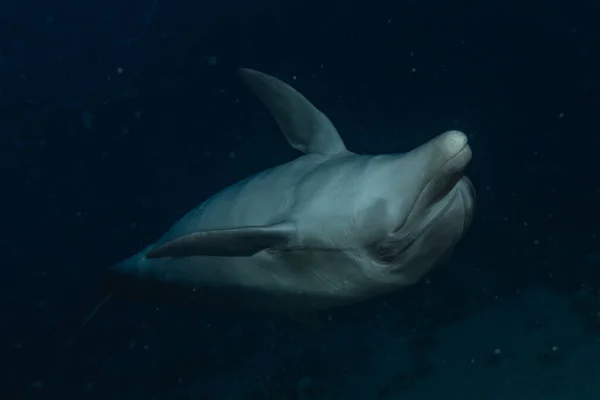 해에서 헤엄치는 돌고래 — 스톡 사진