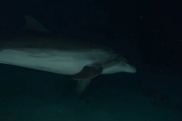 Delfin Úszás Vörös Tengeren Eilat Izrael — Stock Fotó