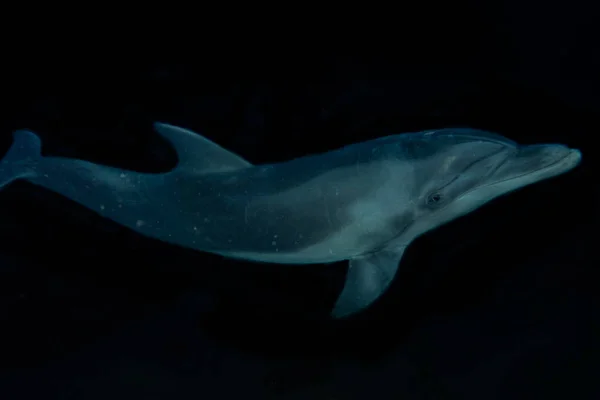 Delfín Plavání Rudém Moři Eilat Izrael — Stock fotografie