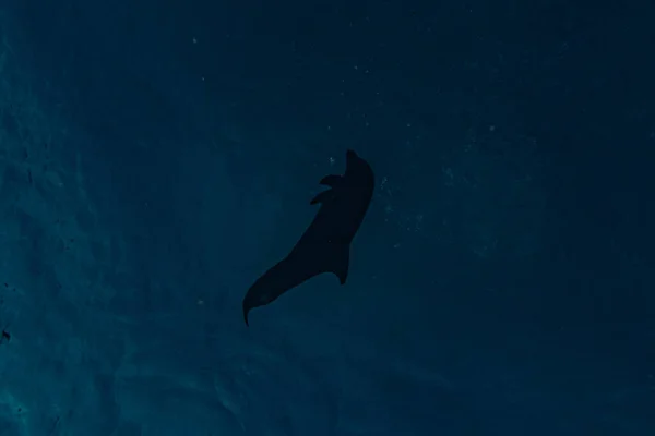 Pływanie Delfinami Morzu Czerwonym — Zdjęcie stockowe