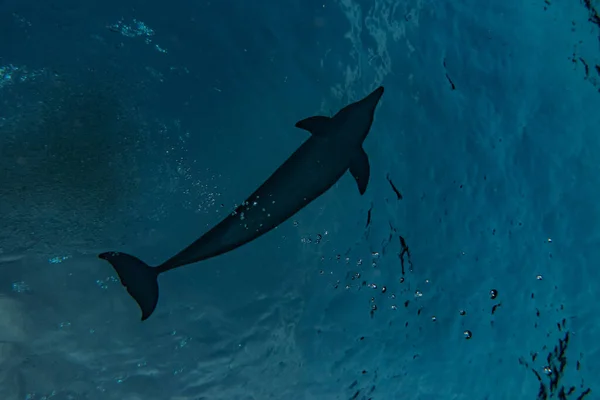 Delfin Úszás Vörös Tengeren Eilat Izrael — Stock Fotó