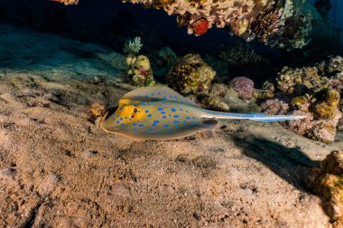 Mavi benekli vatoz Kızıldeniz 'deki deniz tabanında