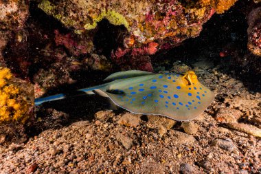 Mavi benekli vatoz Kızıldeniz 'deki deniz tabanında