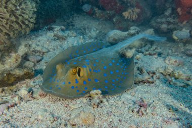 Mavi benekli vatoz Kızıldeniz 'deki deniz tabanında