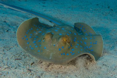 Mavi benekli vatoz Kızıldeniz 'deki deniz tabanında