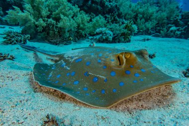 Mavi benekli vatoz Kızıldeniz 'deki deniz tabanında