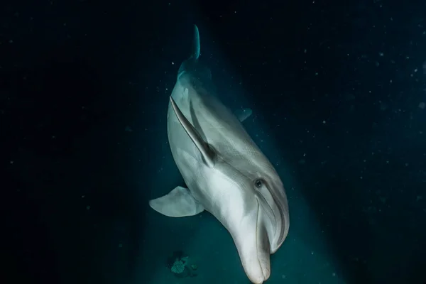 이스라엘 해에서 헤엄치고 돌고래 — 스톡 사진
