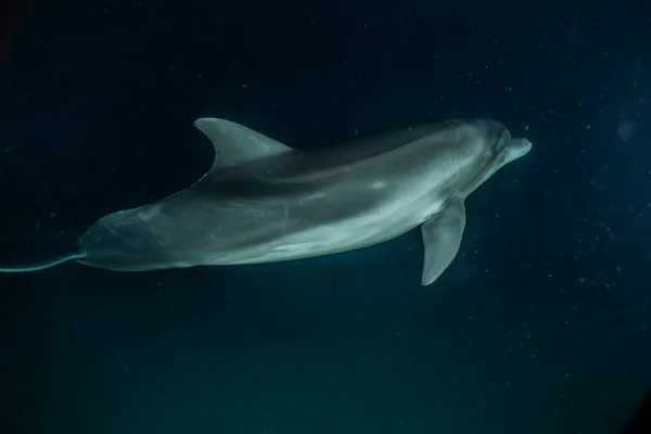 Dolphin Κολύμπι Στην Ερυθρά Θάλασσα Eilat Ισραήλ — Φωτογραφία Αρχείου