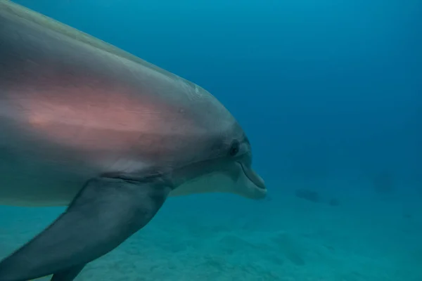 Dauphin Nageant Dans Mer Rouge Eilat Israël — Photo