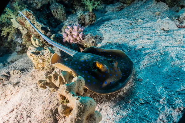 Mavi benekli vatoz Kızıldeniz 'deki deniz tabanında