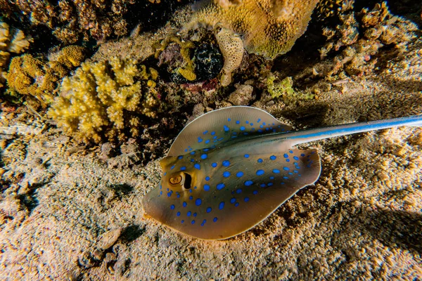 Blue Spotted Stingray Seabed Red Sea — Stock Photo, Image