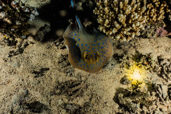 Stingray Points Bleus Sur Les Fonds Marins Mer Rouge — Photo