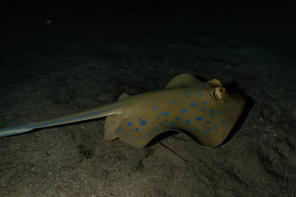 Stingray Points Bleus Sur Les Fonds Marins Mer Rouge — Photo