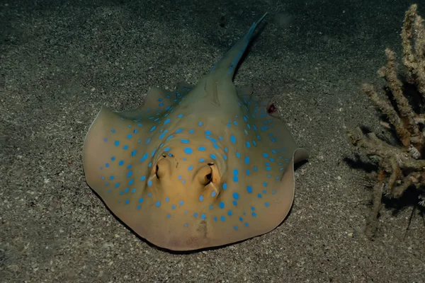 Blauer Fleckrochen Auf Dem Meeresboden Roten Meer — Stockfoto