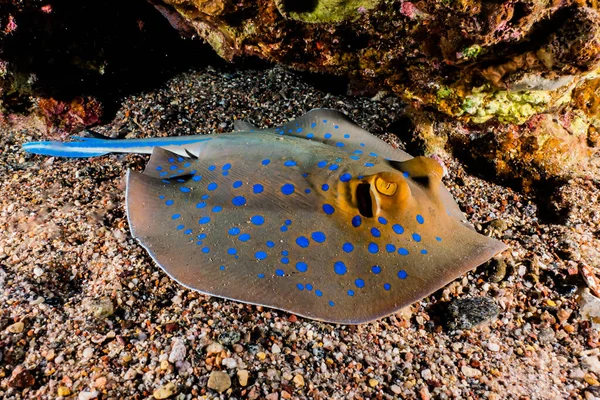 Blue Spotted Stingray Seabed Red Sea — Stock Photo, Image