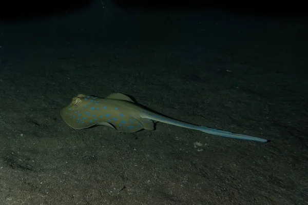 Blauer Fleckrochen Auf Dem Meeresboden Roten Meer — Stockfoto