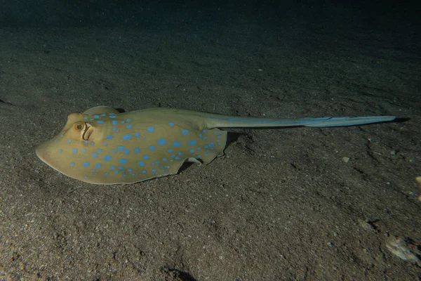 Stingray Maculato Blu Sul Fondo Del Mar Rosso — Foto Stock