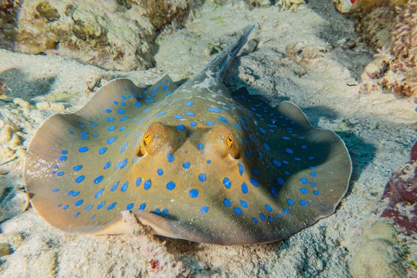 Stingray Maculato Blu Sul Fondo Del Mar Rosso — Foto Stock