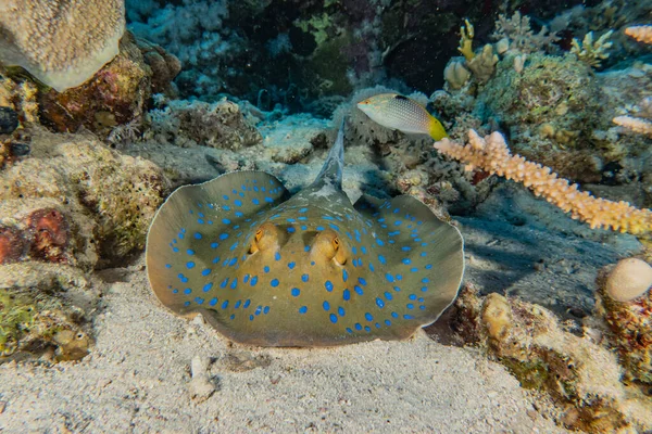 青い斑点のあるエイ紅海の海底に — ストック写真