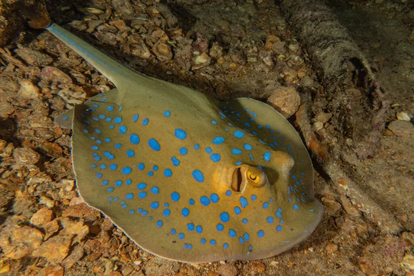 Stingray Maculato Blu Sul Fondo Del Mar Rosso — Foto Stock