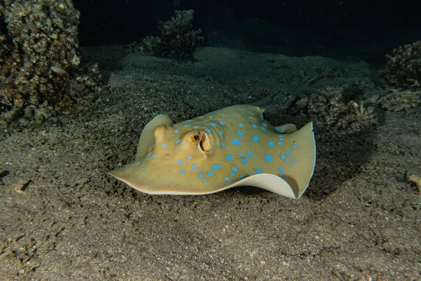 Stingray Points Bleus Sur Les Fonds Marins Mer Rouge — Photo