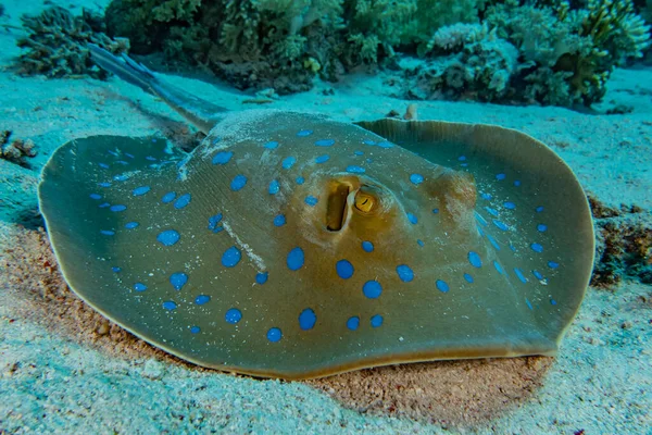 Mavi benekli vatoz Kızıldeniz 'deki deniz tabanında