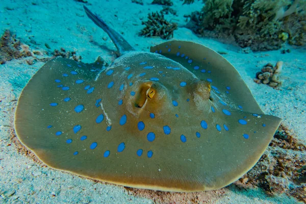 Blue Spotted Stingray Seabed Red Sea — Stock Photo, Image