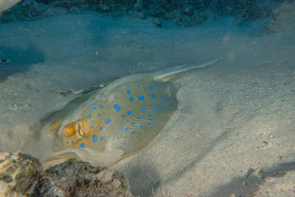 Stingray Points Bleus Sur Les Fonds Marins Mer Rouge — Photo