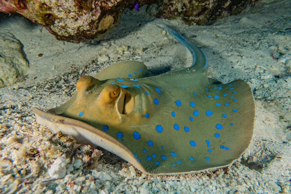 Mavi benekli vatoz Kızıldeniz 'deki deniz tabanında