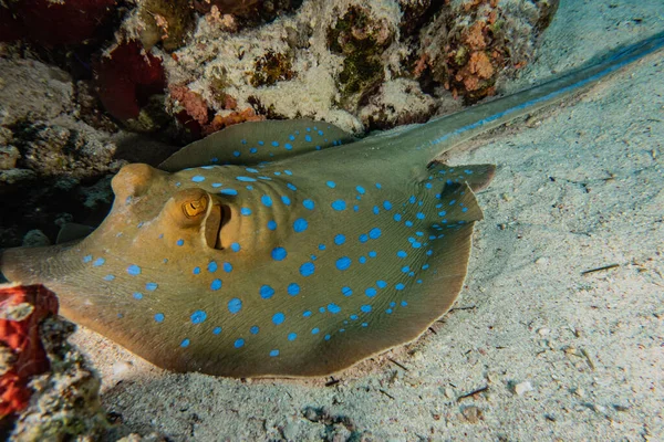 Blauer Fleckrochen Auf Dem Meeresboden Roten Meer — Stockfoto