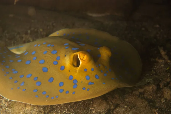 Stingray Maculato Blu Sul Fondo Del Mar Rosso — Foto Stock