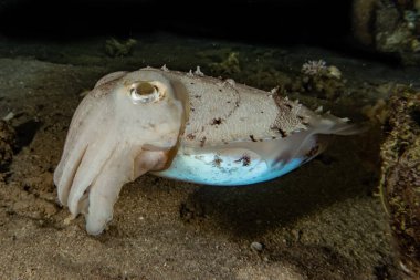 Kızıl Deniz 'deki mürekkep balığı Renkli ve güzel, Eilat Israel