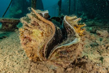 Kızıl Denizde Dev İstiridye Renkli ve güzel 