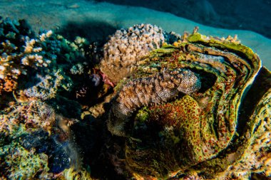 Kızıl Denizde Dev İstiridye Renkli ve güzel 