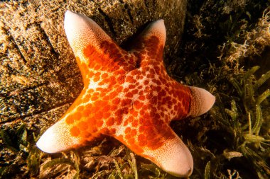 Deniz yıldızı Kızıl Deniz 'in deniz tabanında 